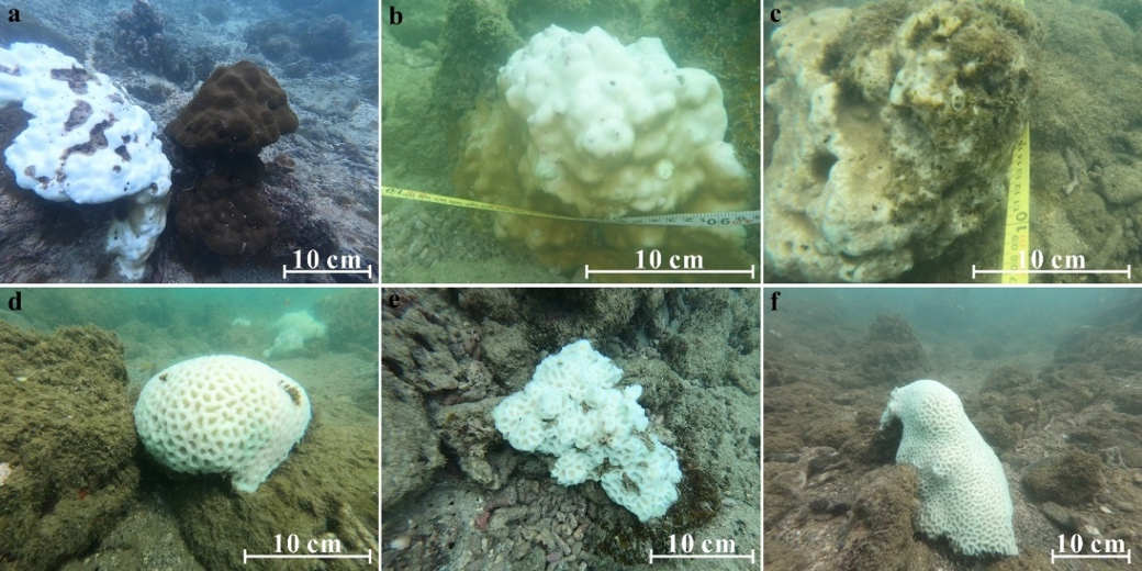 陈天然 等-STOTEN: 边缘珊瑚礁热“避难所”问题的研究获新进展