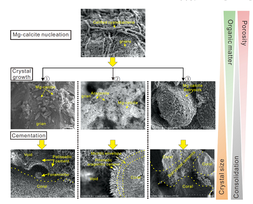 张喜洋-等-P3: 海滩岩微生物介导的胶结作用研究取得新认识