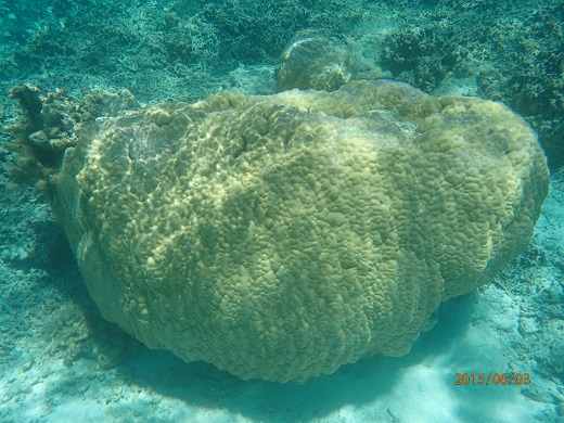 陶士臣 等-P3: 珊瑚氧同位素揭示1900年以来南海海平面上升了150 毫米